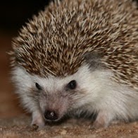 Dana Robinson Photo 42 Dana Robinson Photo 42