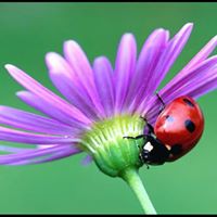 Cindy Blanton Photo 30