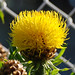 Phyllis Flowers Photo 26