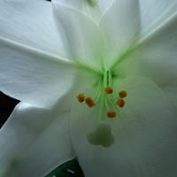 Theresa Tanner Photo 12