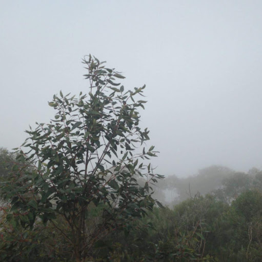 Aileen Carroll Photo 35