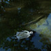 Stacy Morrison Photo 27
