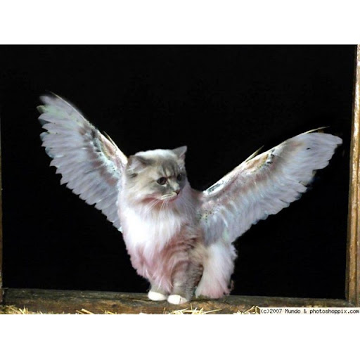 Christine Fortin Photo 24