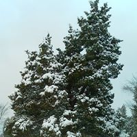 Carol Mayes Photo 16