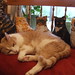 Sherri Lay Photo 24