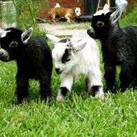 Douglas Austin Photo 22 Douglas Austin Photo 22