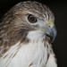 Janice Hawk Photo 9