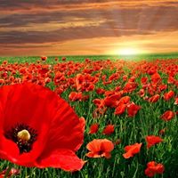 Mark Robins Photo 19