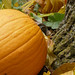 Teri Moss Photo 5