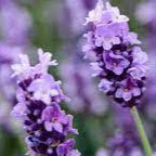 Joanna Collins Photo 16