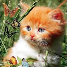 Vicki Barber Photo 18