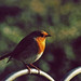 Ann Robin Photo 18