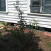 Helen Rose Photo 41