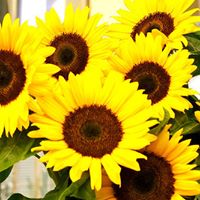 Susan Laird Photo 13 Susan Laird Photo 13