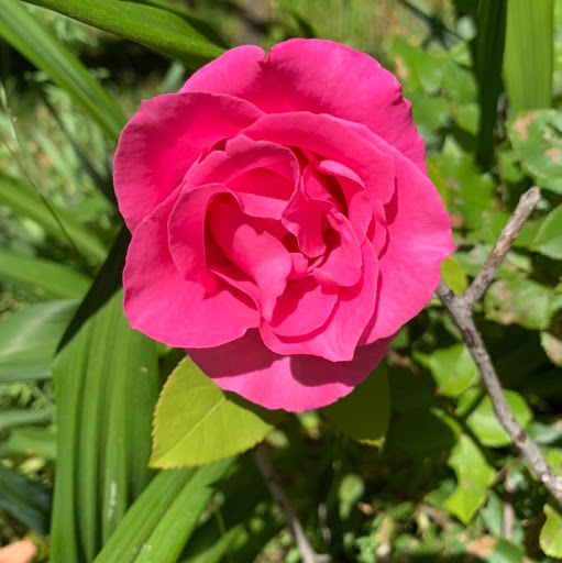 Tracey Hansen Photo 2