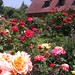 Constance Rose Photo 13