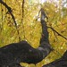 Allen Lowe Photo 39