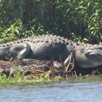 Christine Strange Photo 32