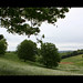 Virginia Fields Photo 10