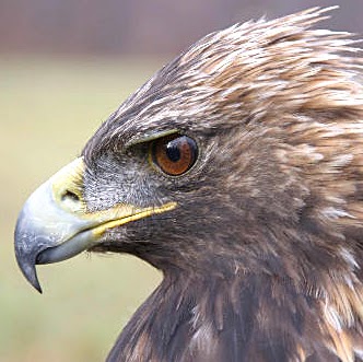 Pauline Kim Photo 24