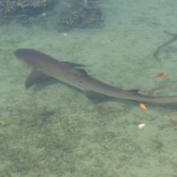 Thomas Crenshaw Photo 23