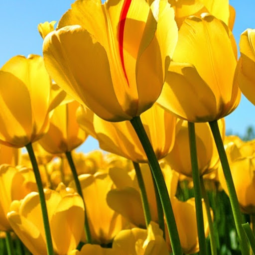 Vivian Ramirez Photo 17