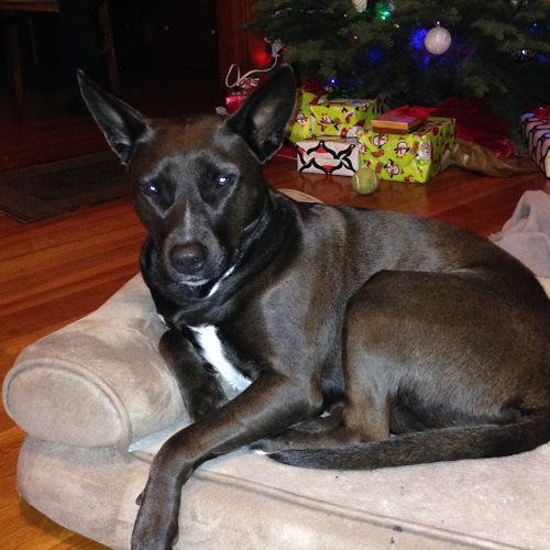 Kevin O'Neill Photo 19