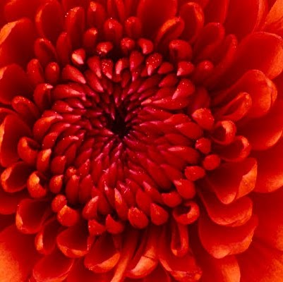 Flor Rocha Photo 19