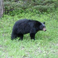 Brandy Meyer Photo 4