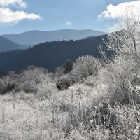 Sherry Donaldson Photo 12