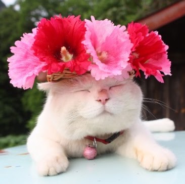 Sharon Feng Photo 15