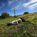 Susie Lay Photo 4