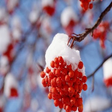 Sharon Lane Photo 30