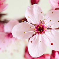 Penny Short Photo 12