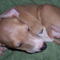 Howard Howard Photo 19