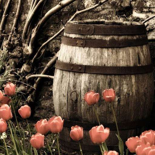 Cindy Gibbs Photo 17