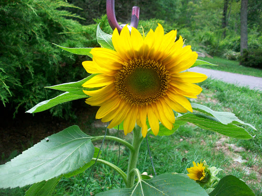 Julie Hodges Photo 20