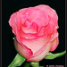 Lynn Andrews Photo 18