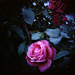 Rose Robertson Photo 11