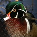 Gary Duck Photo 7
