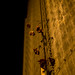 Nancy Mcgalliard Photo 5