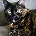 Donna Pardo Photo 19