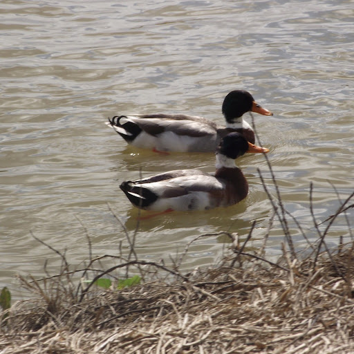 Julie Searle Photo 5
