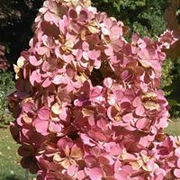 Joyce Werner Photo 32