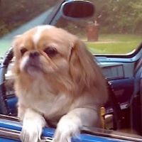 Mark Henning Photo 23 Mark Henning Photo 23