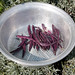 Allan Bean Photo 21