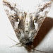 Robert Looper Photo 6