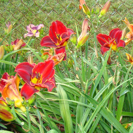 Patricia Hendricks Photo 25