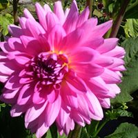 Janis Stephens Photo 19