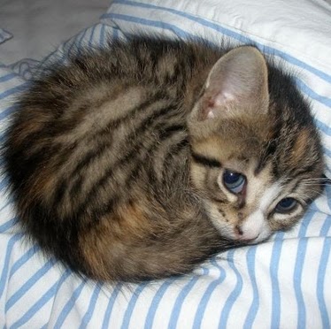 Peng Wang Photo 46 Peng Wang Photo 46